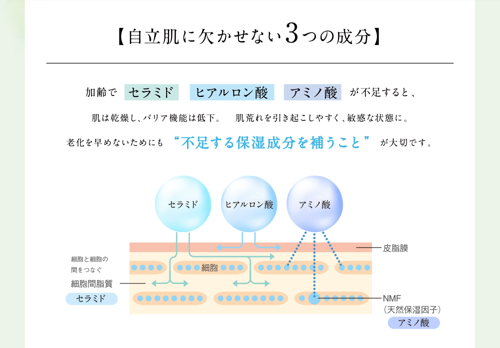 自立肌に欠かせない3つの成分